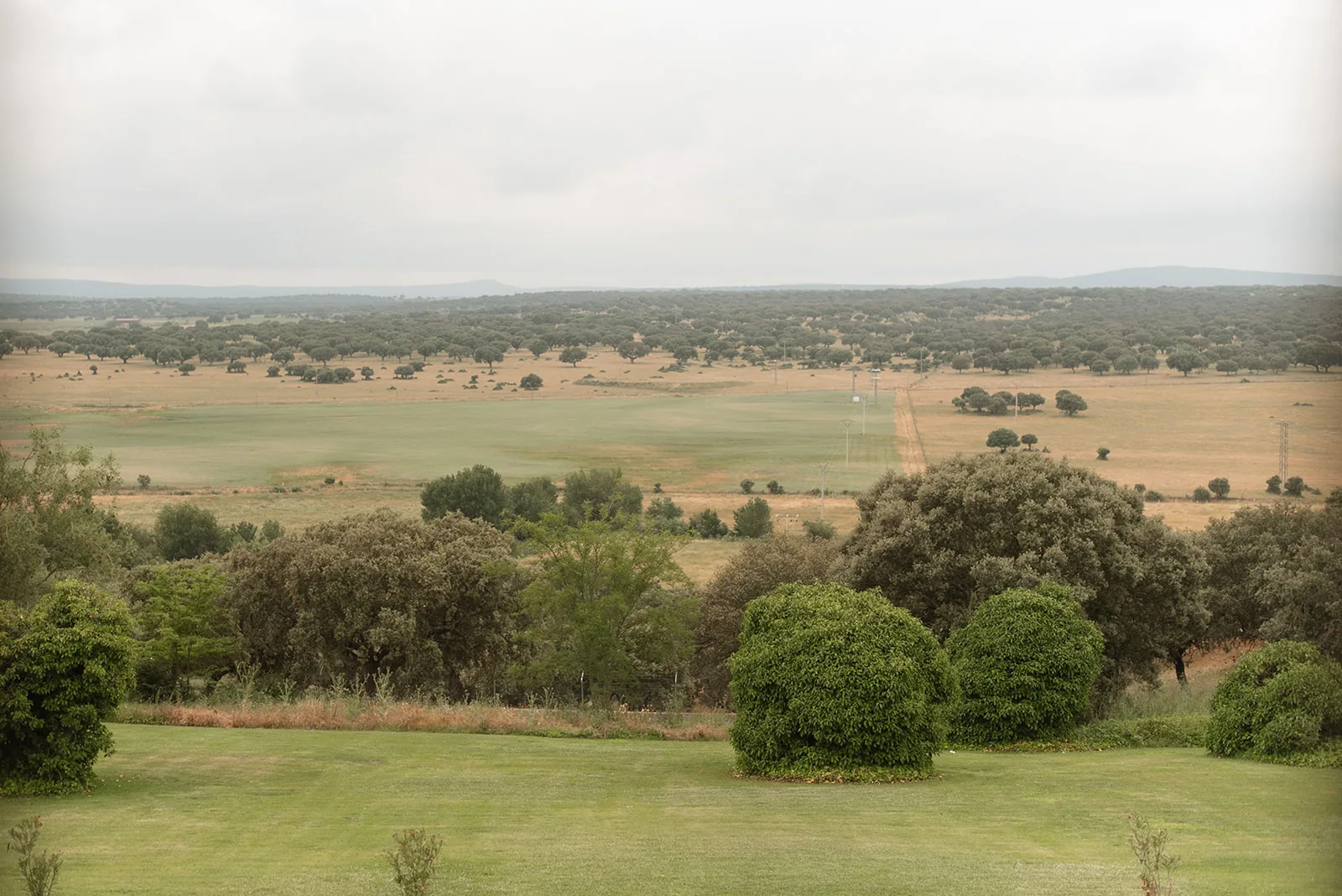 Dehesa salmantina